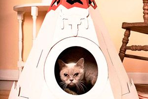 Як зробити себе кішкою? Як зробити себе кішкою?